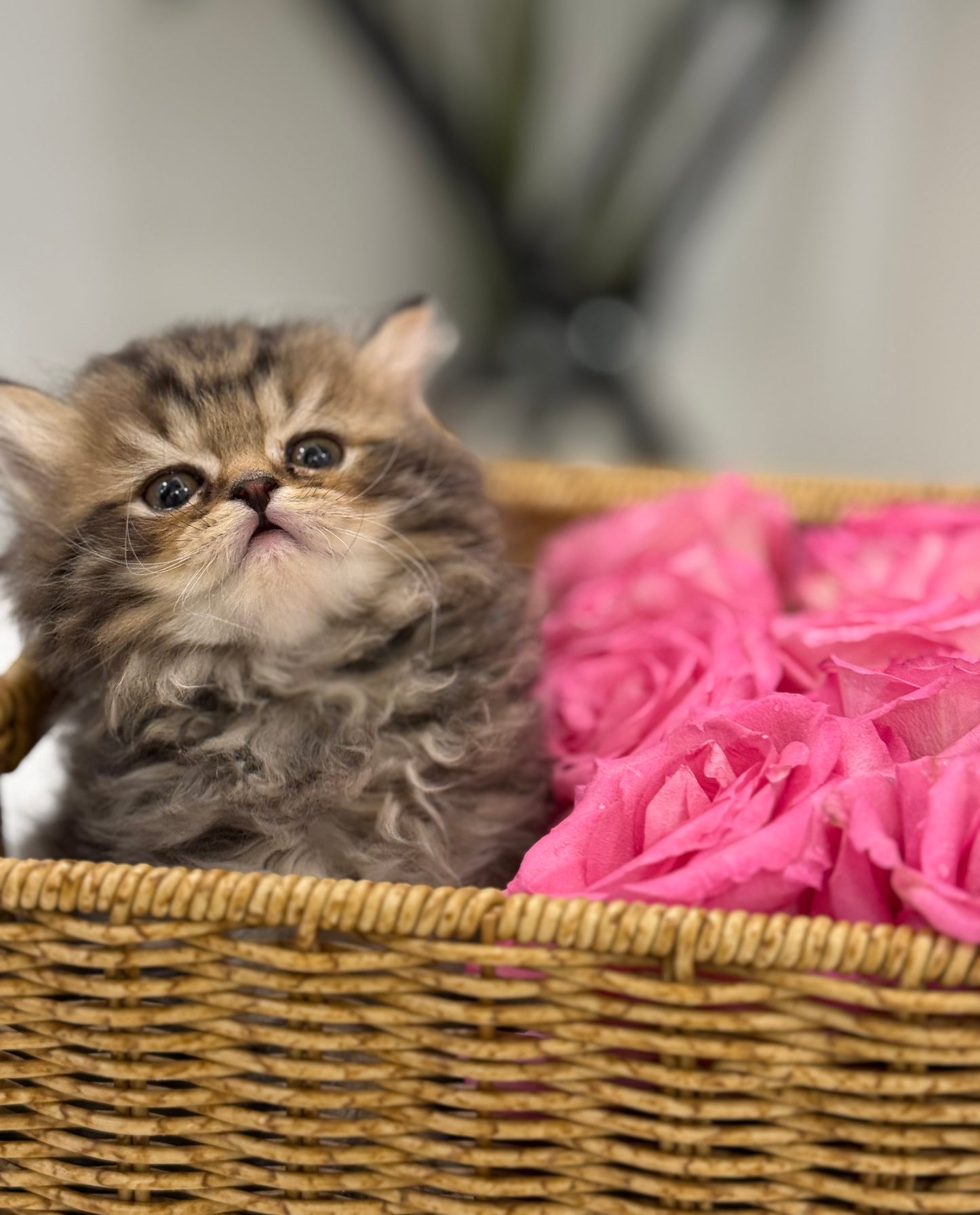 Gift Box only ( without roses )