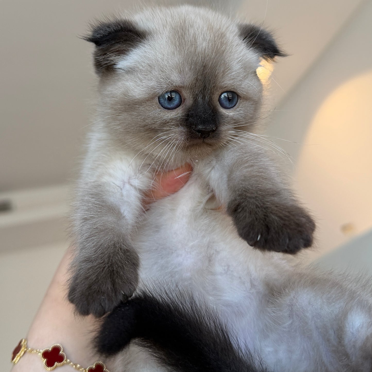 Mimi