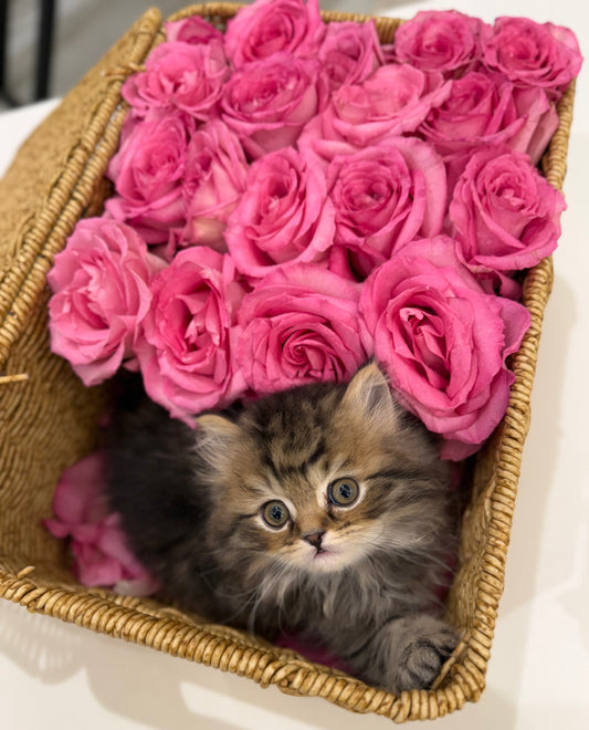 Gift Box only ( without roses )