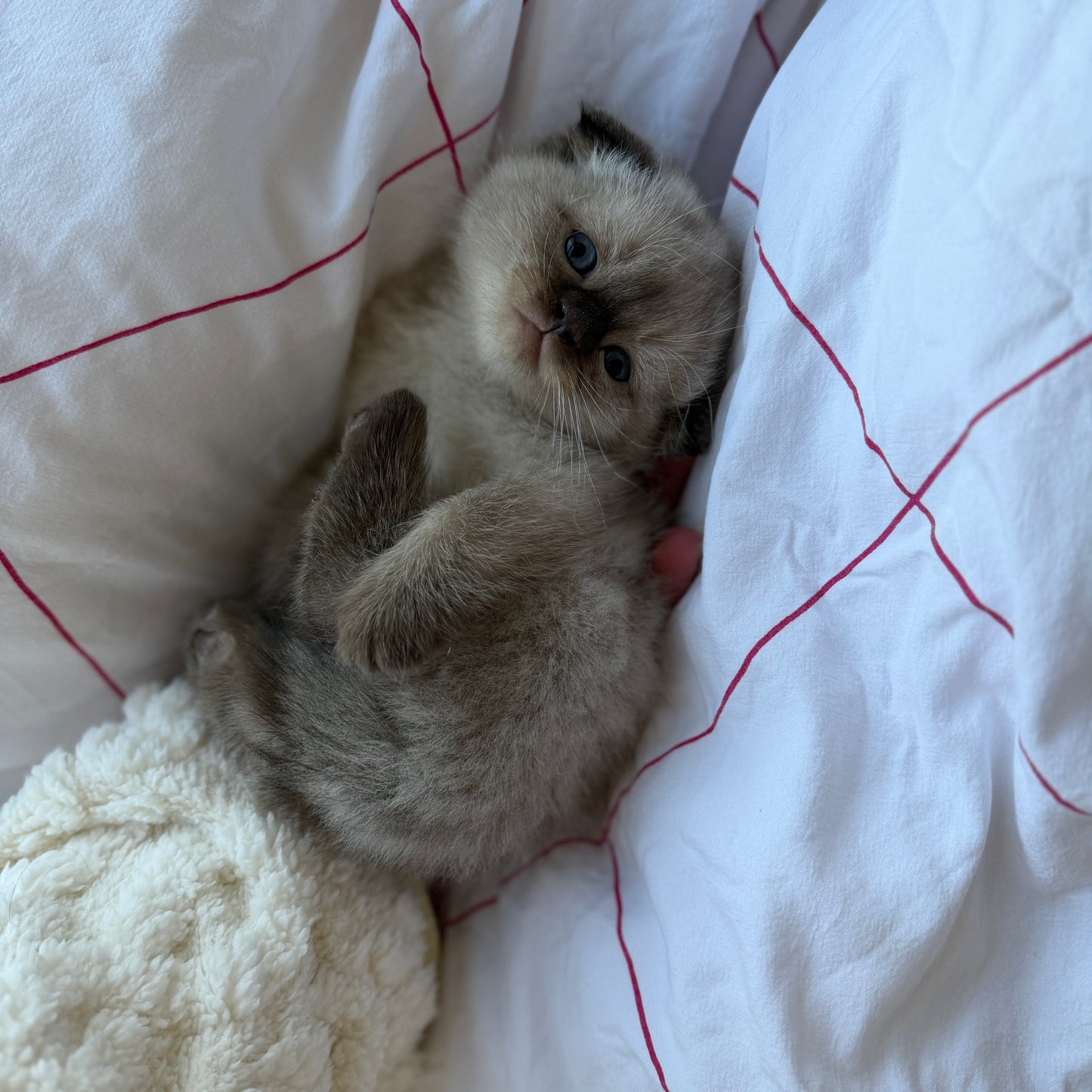 Mochi