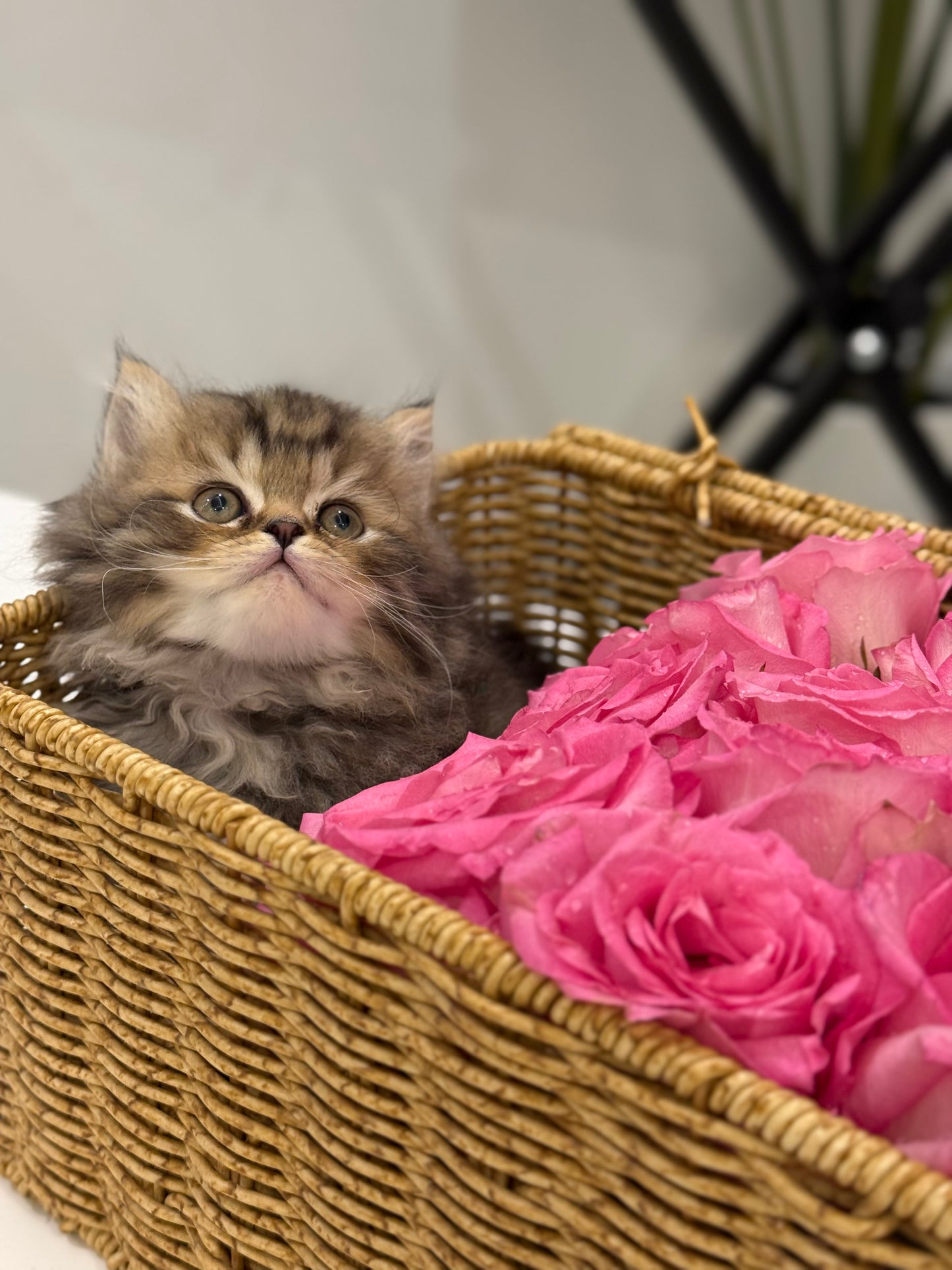 Gift Box only ( without roses )