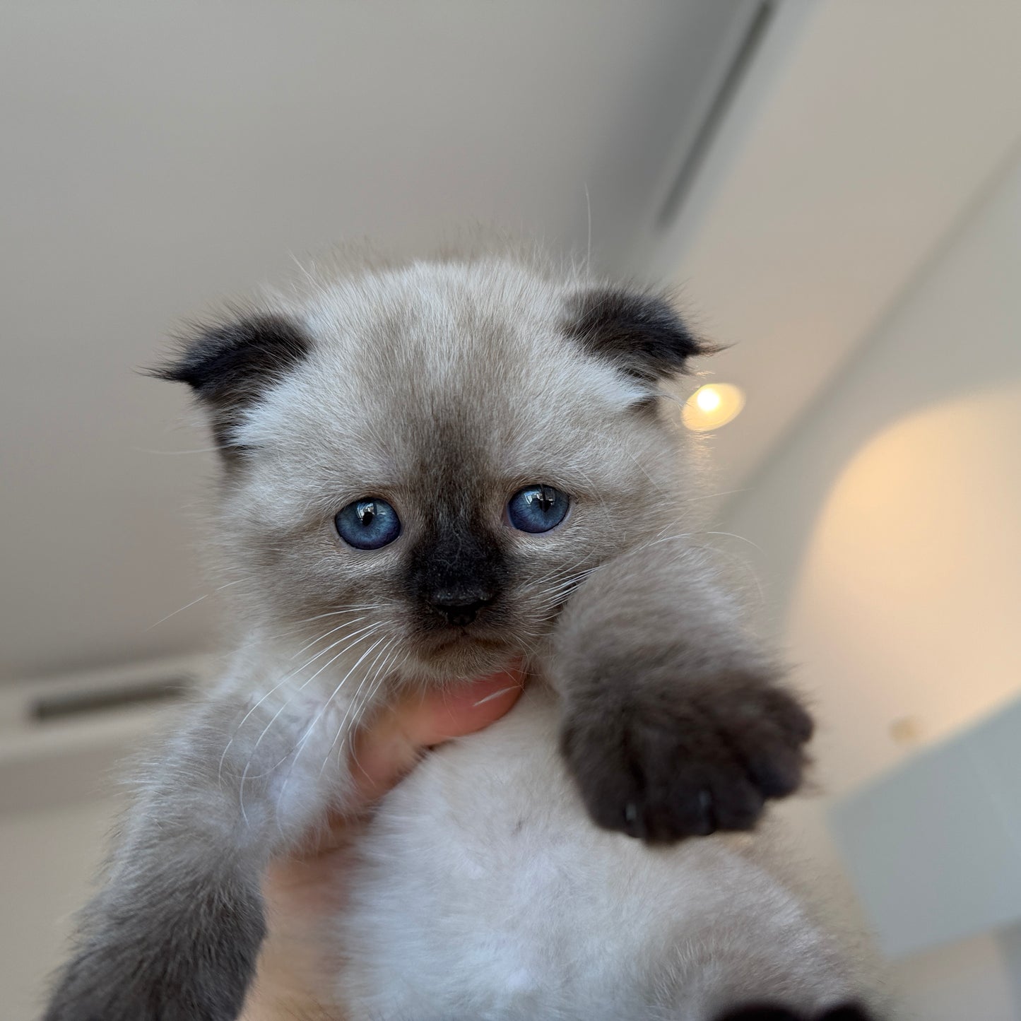 Mimi