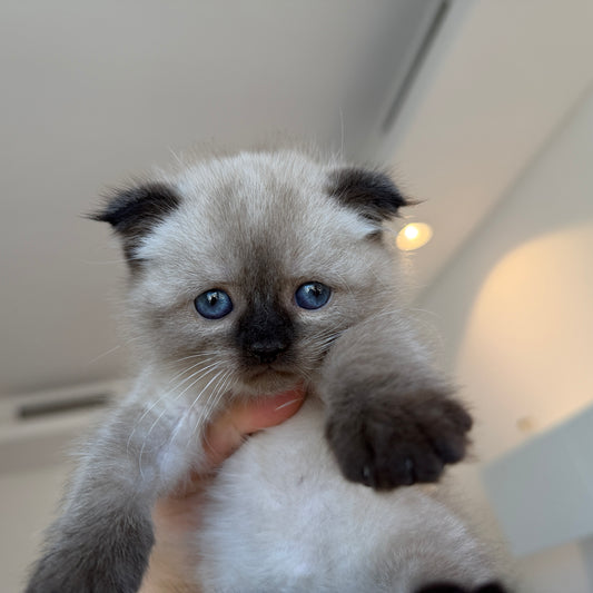 Mimi