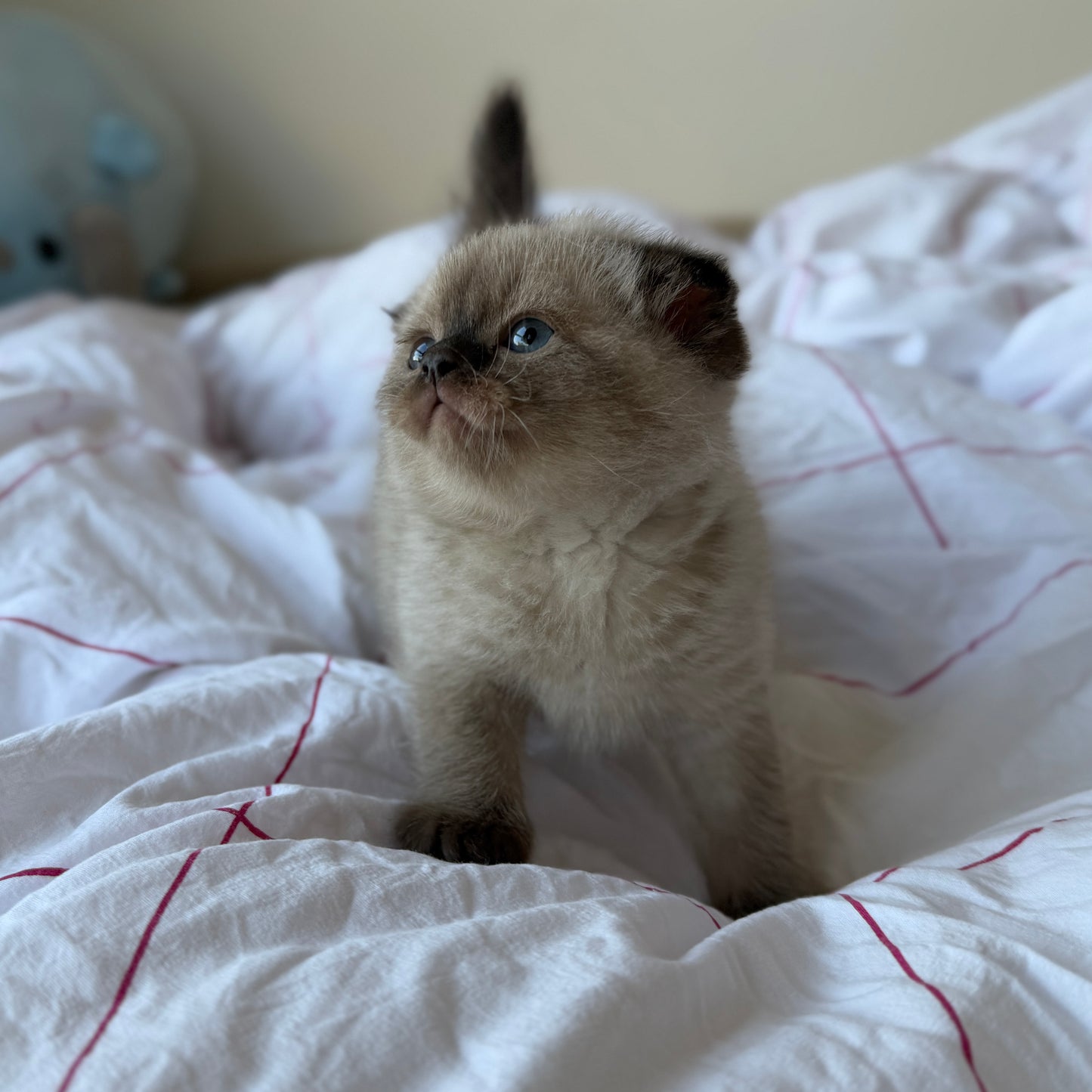 Mochi