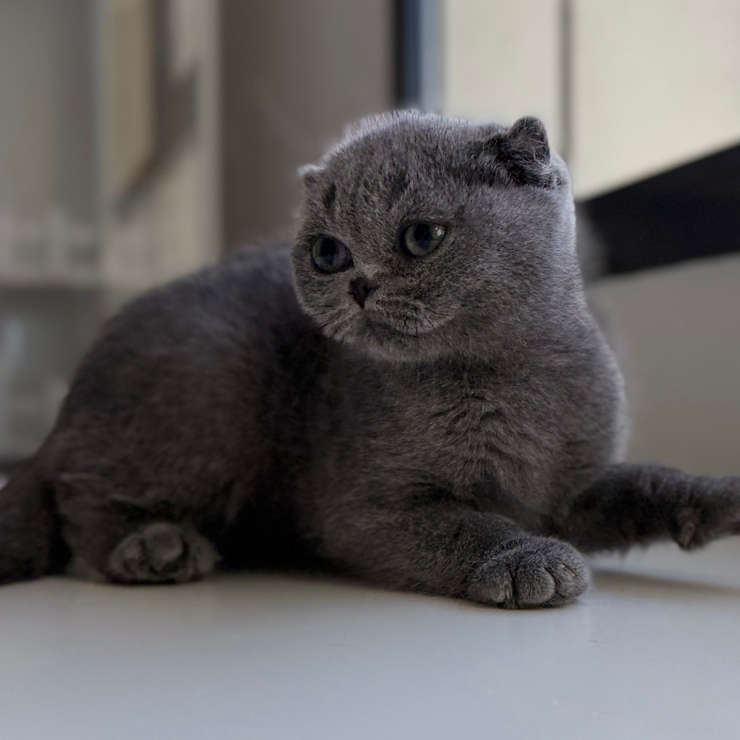 Fluffy