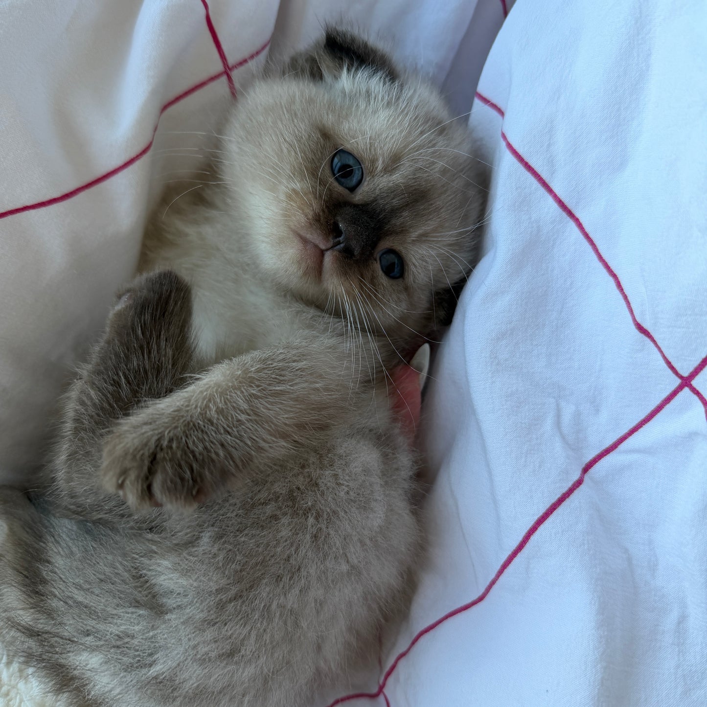 Mochi