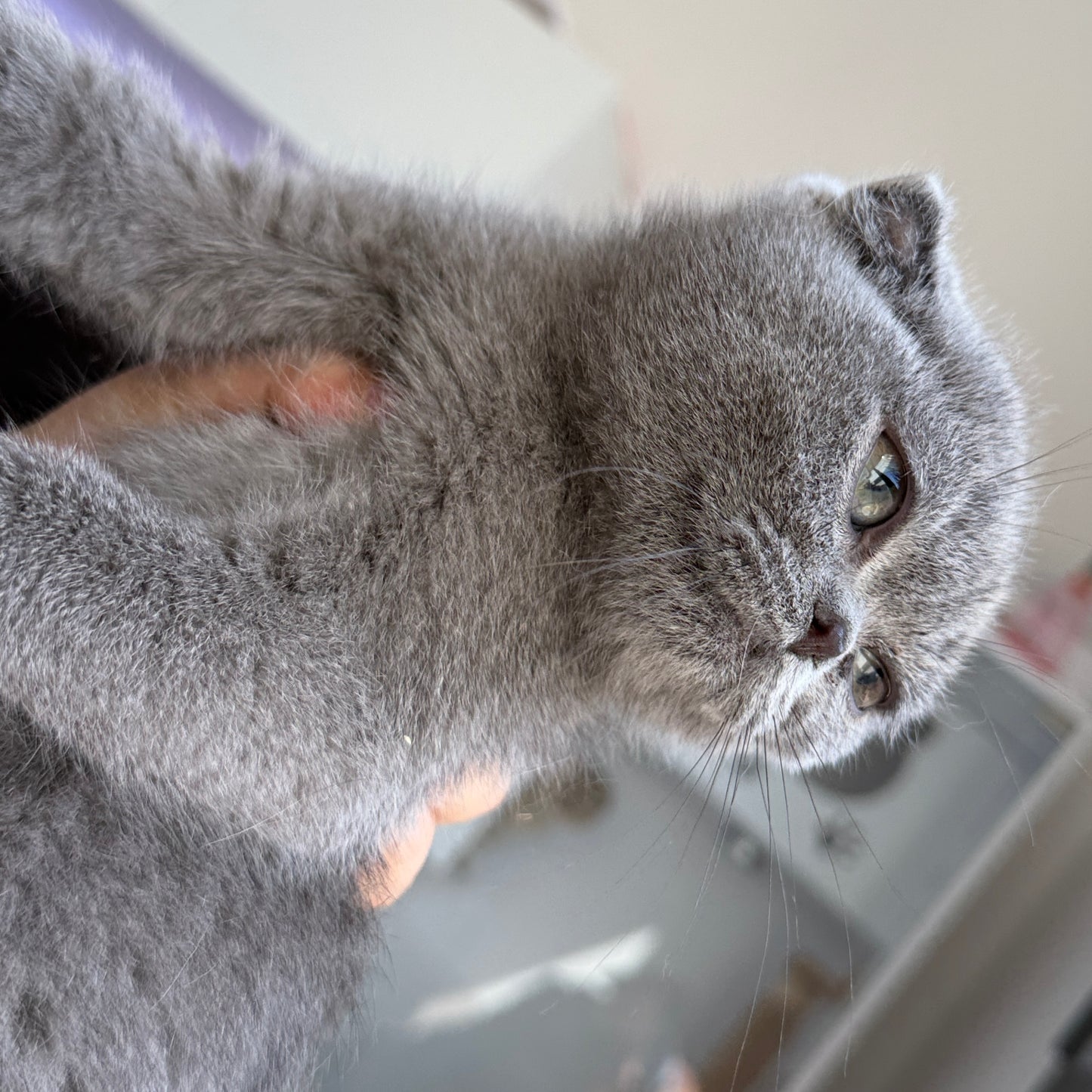 Fluffy