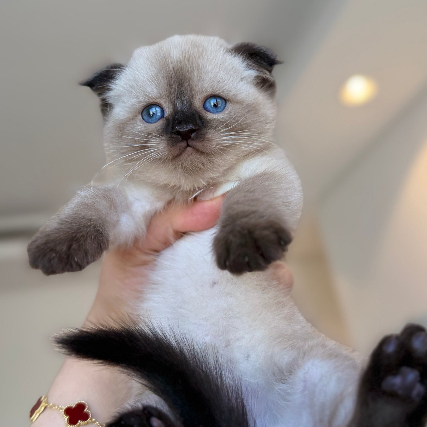 Mimi
