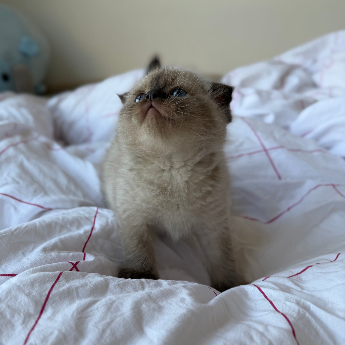 Mochi