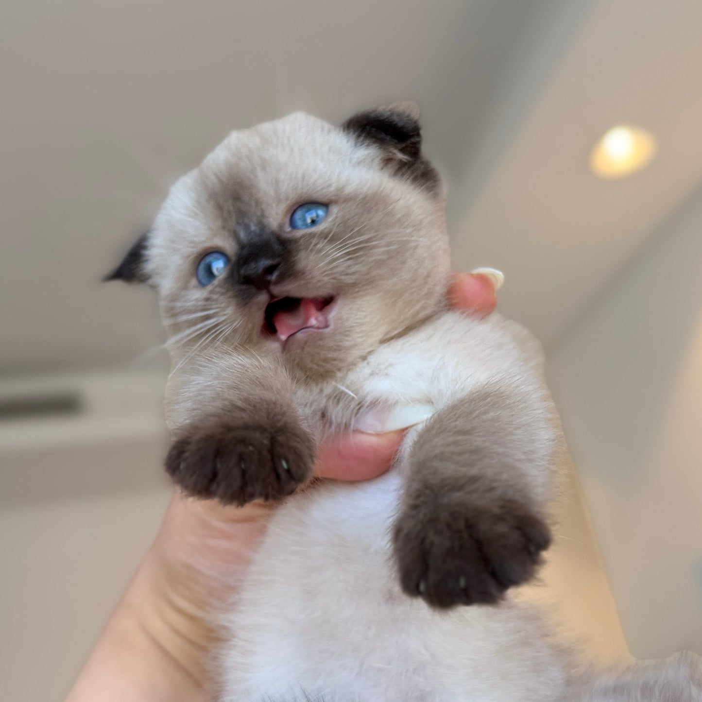 Mimi
