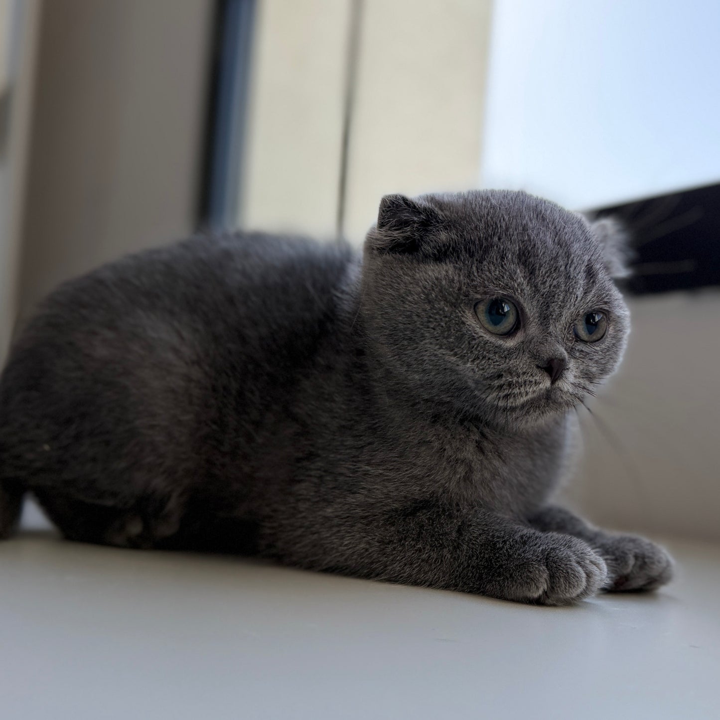 Fluffy