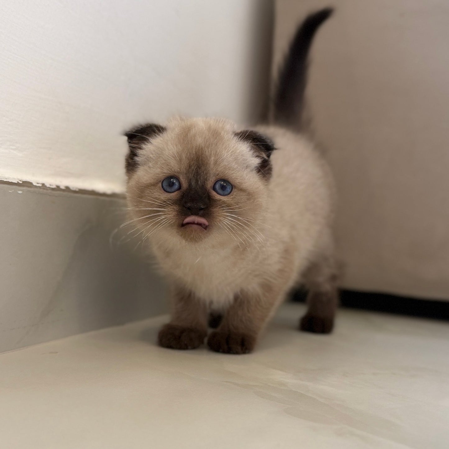 Mimi