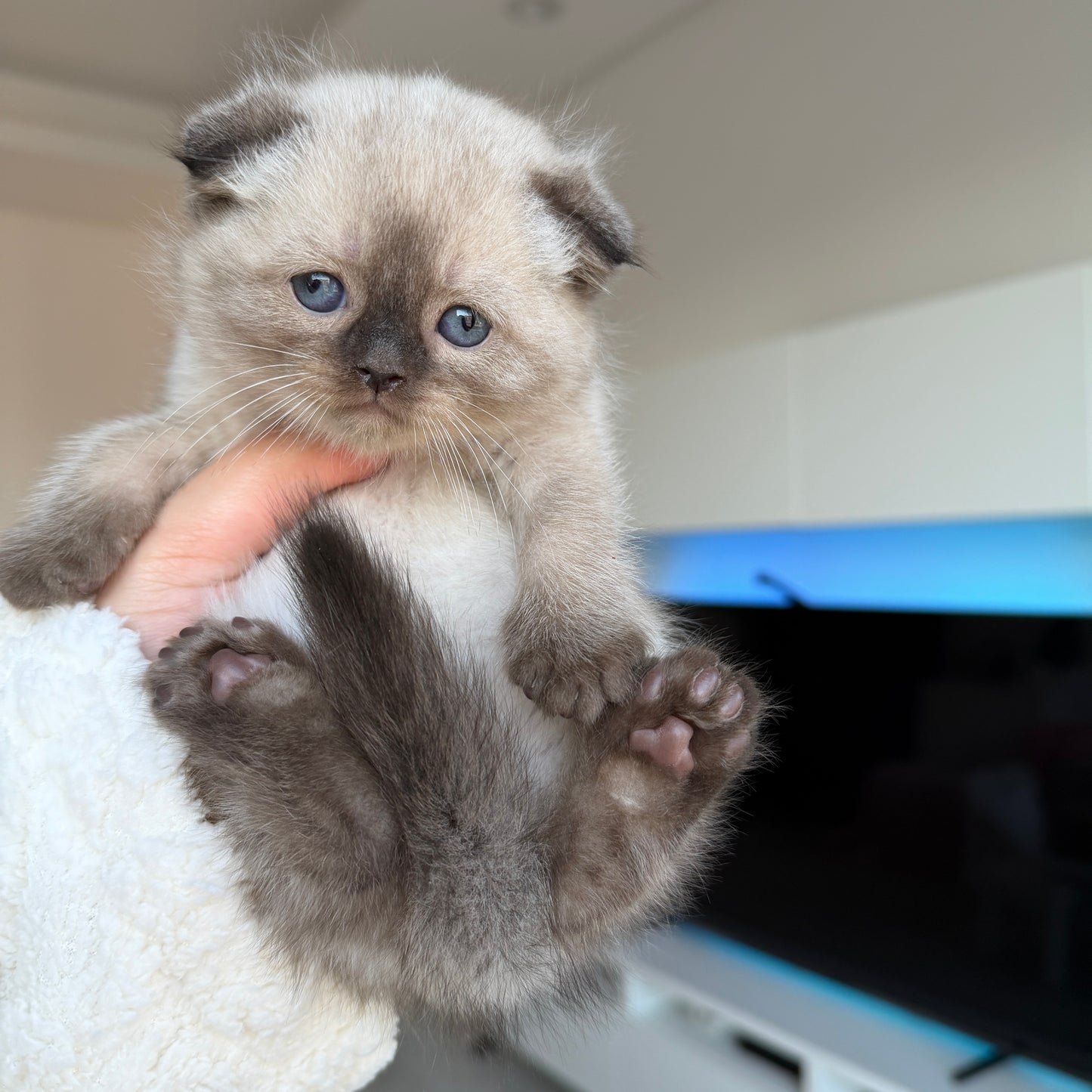 Mochi