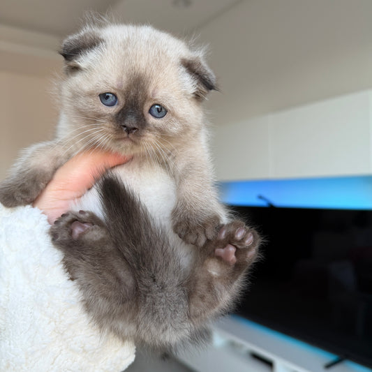 Mochi