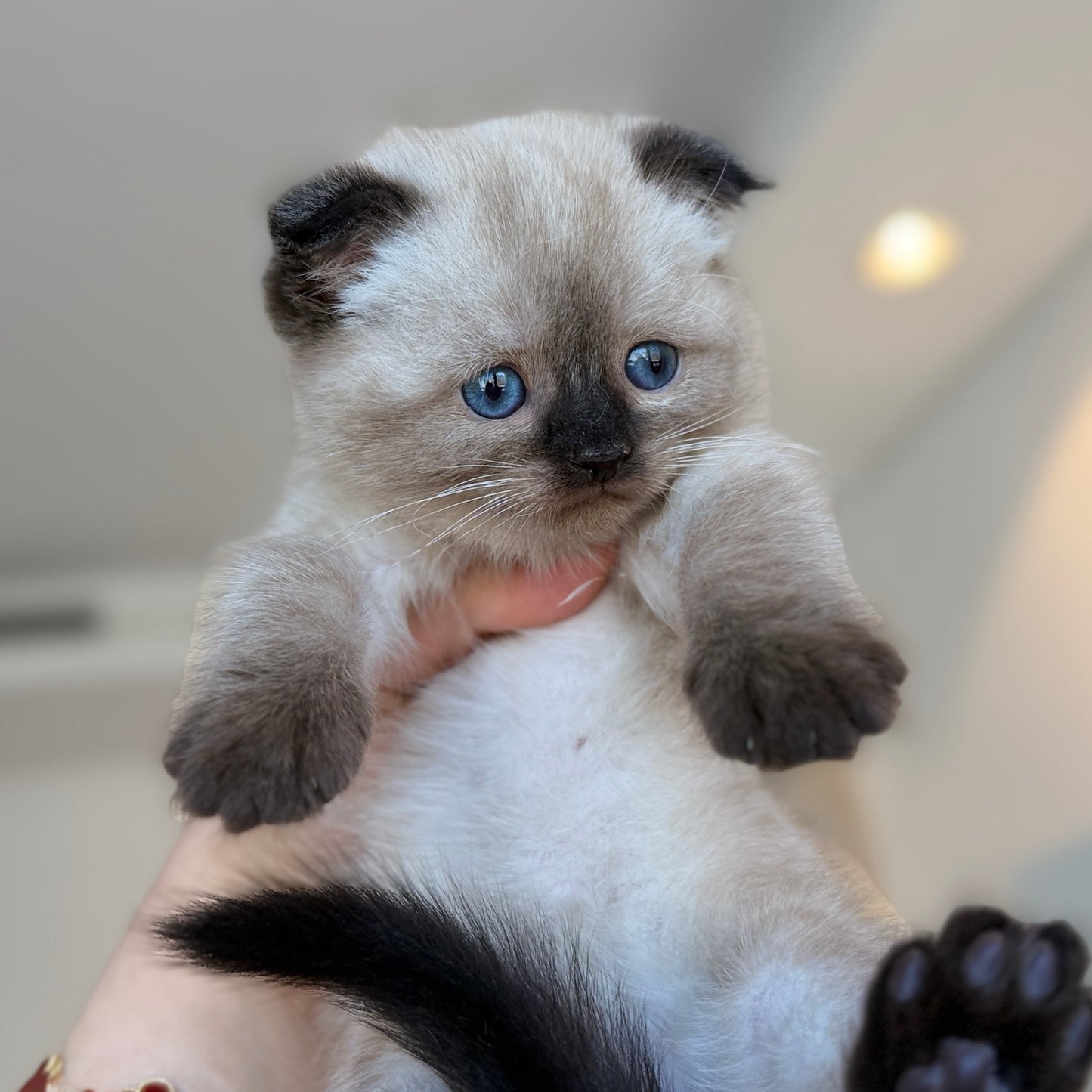 Mimi