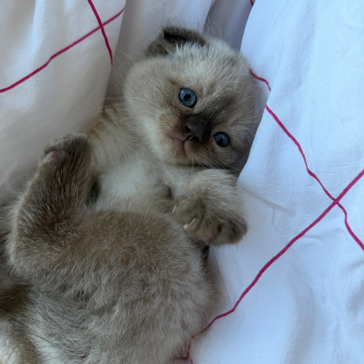 Mochi