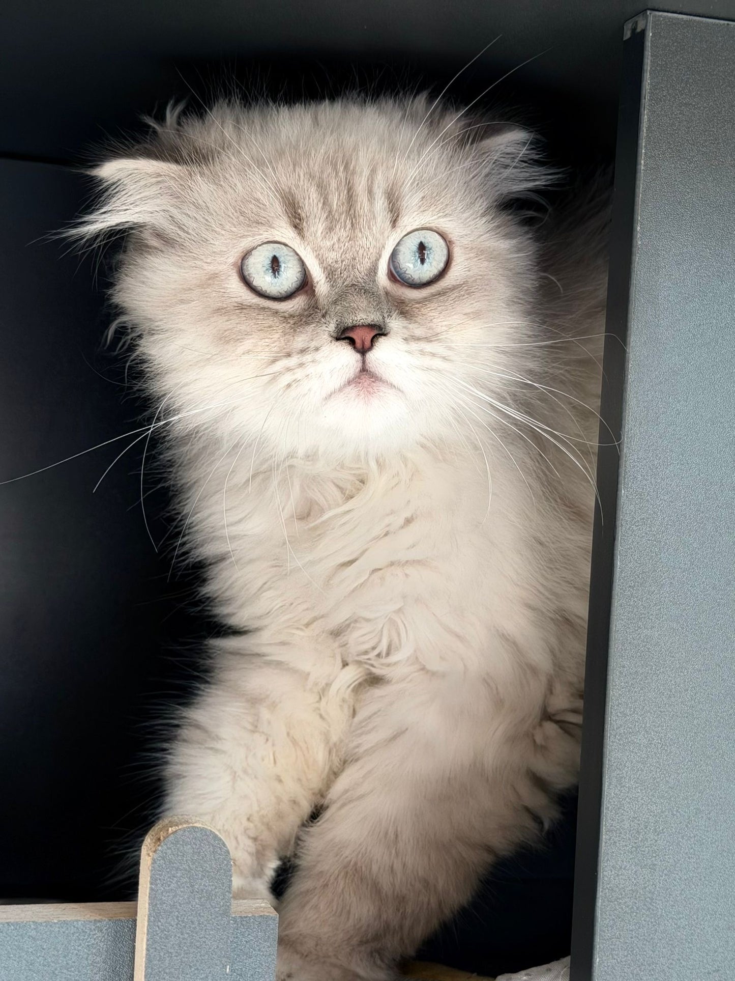 Jack